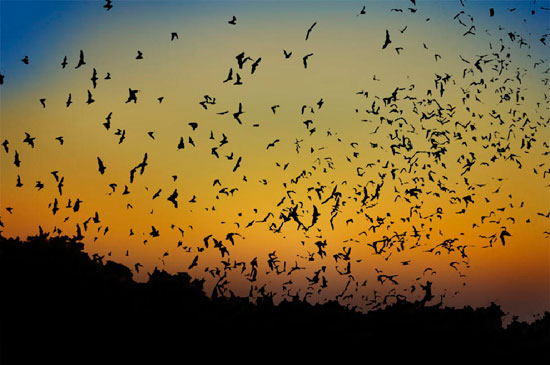 bats flight