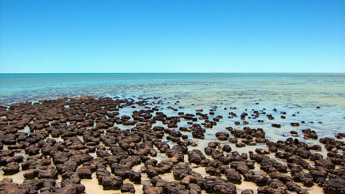 stromatolite