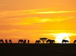 serengeti-national-park_eye