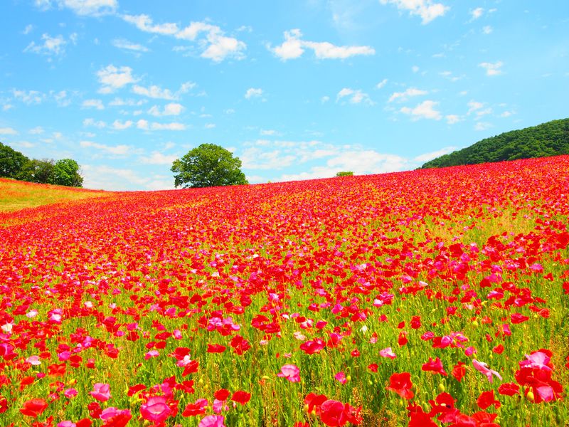 真っ赤な絨毯が広がる 天空のポピー畑 空の青とポピーの赤のコントラストがまさに絶景 Travelzaurus Com トラベルザウルスドットコム