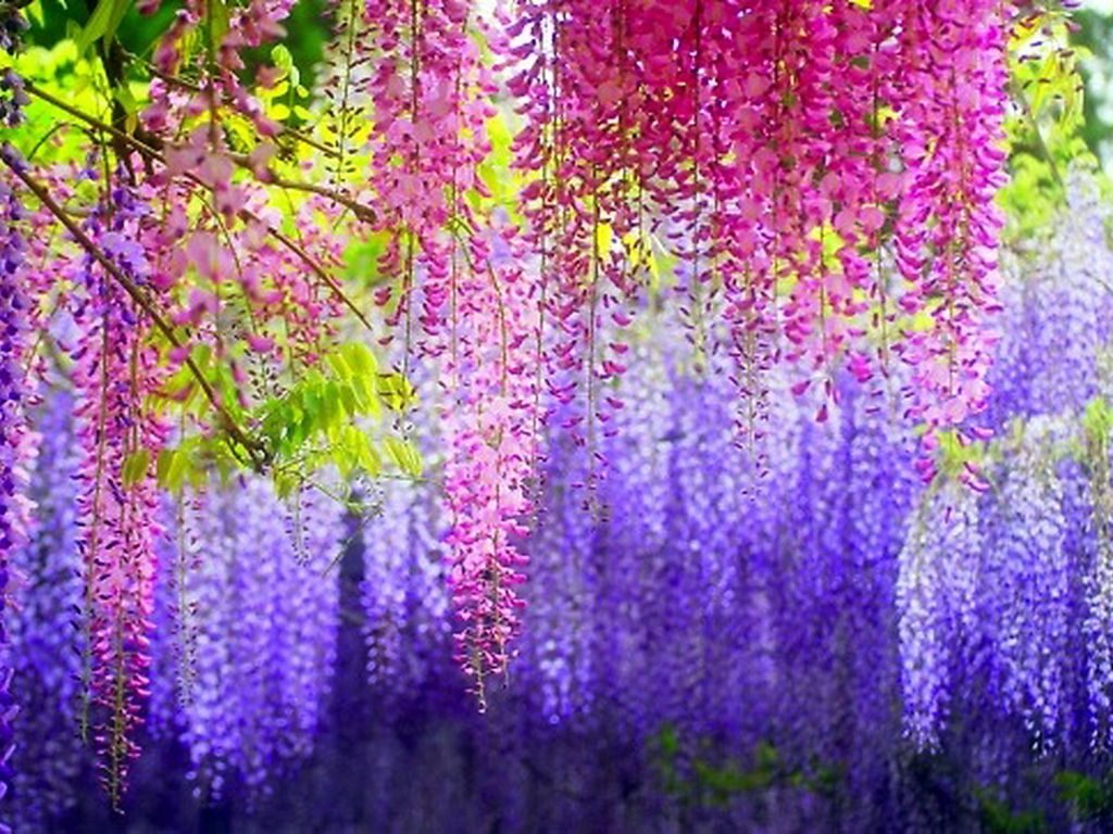 Gwがベスト 一度は行きたい国内の絶景スポットまとめ10選 河内藤園 福岡県 Travelzaurus Com トラベルザウルスドットコム