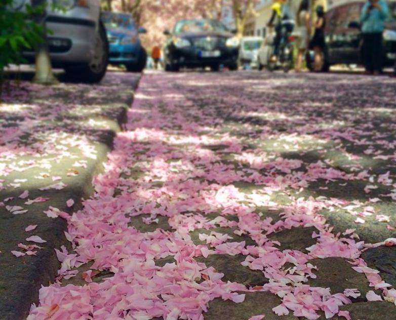 日本だけじゃない ドイツ ボンに咲き誇る 桜並木 が悔しいほど美しい Travelzaurus Com トラベルザウルスドットコム