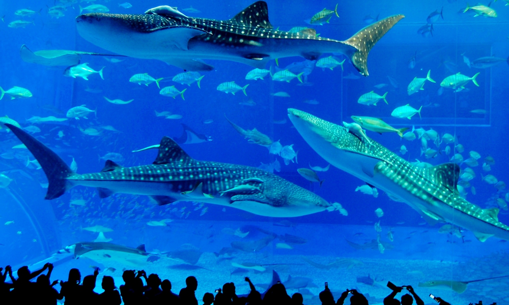 ５つのギネス記録を達成しちゃった 世界最大の水族館 長隆海洋王国 Travelzaurus Com トラベルザウルスドットコム