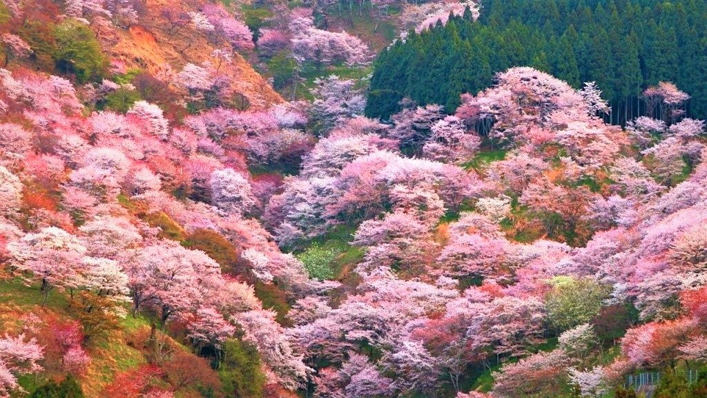 吉野の千本桜１