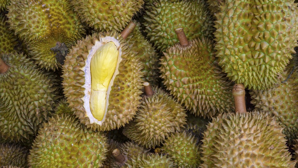 durian_2