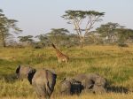 Serengeti_eye
