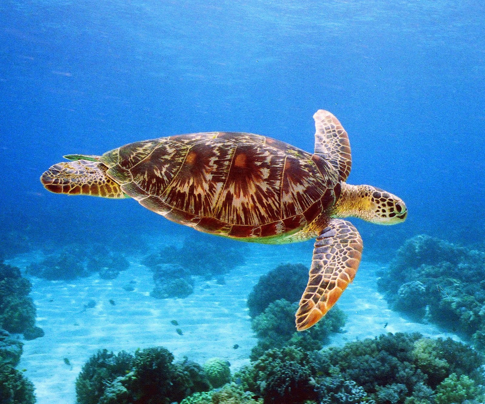 ダイバー憧れの地「トゥバタハリーフ（フィリピン）」潜れるのは4ヶ月間のみ！絶滅危惧種の生物が見られる！ | Travelzaurus.com ...