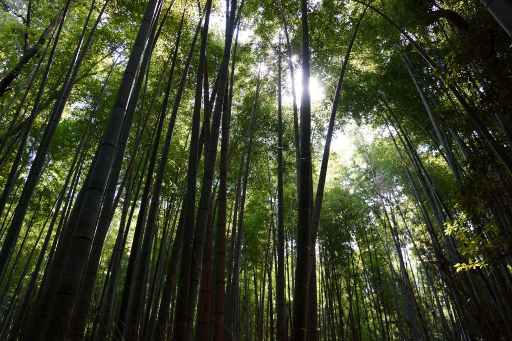 arashiyama_3